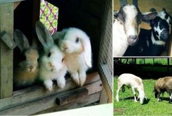 Family picnic on the Farm (Past)