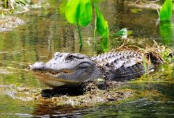 Everglades tour (Past)