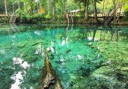 Family camping Florida Springs