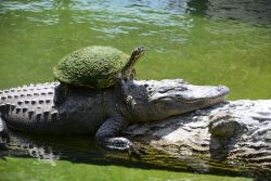 Everglades Adventure for kids