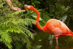 Flamingo Gardens