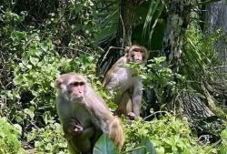 Family camping in nature with tents. Family camping in nature with tents.